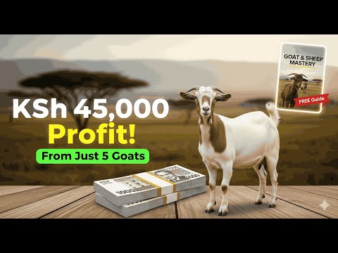 How Much Profit Can 5 Goats Make in 6 Months in Kenya? 💸 (Shocking Breakdown!)