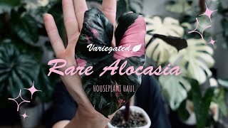 BIG Rare Alocasia Haul! 9 PLANTS (And Corms) | & Shop Troubles....