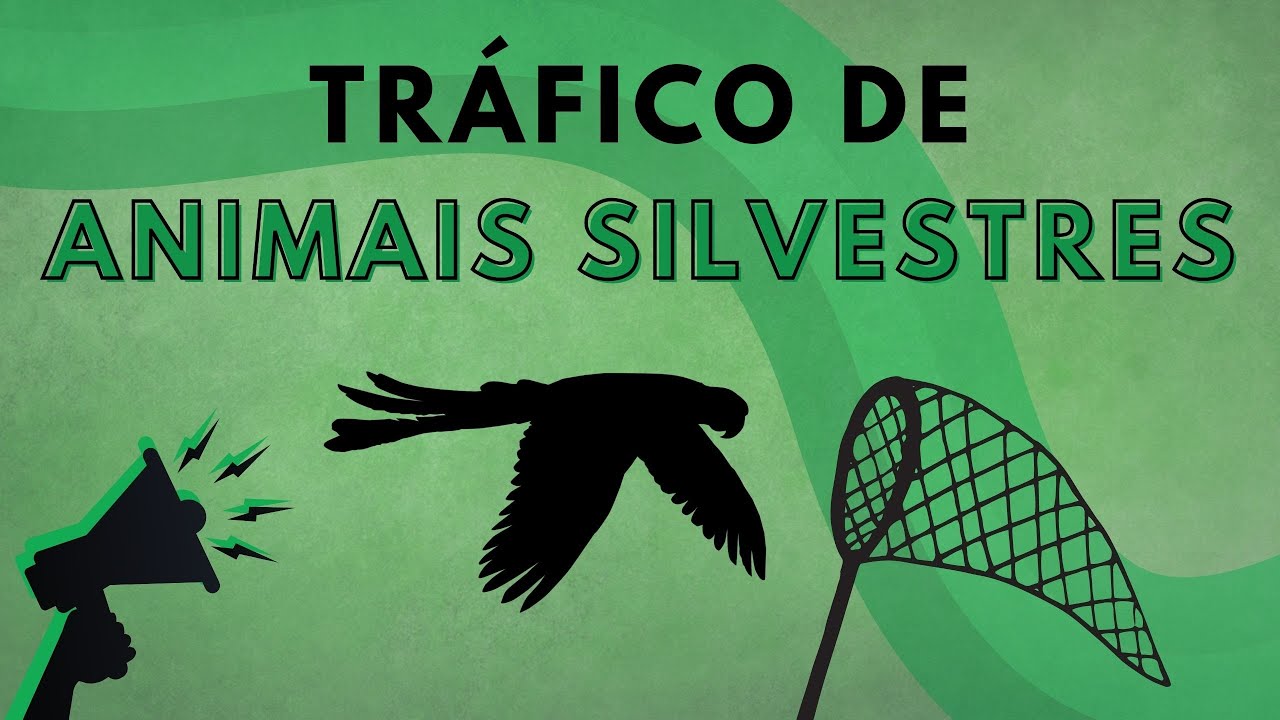 Tráfico de Animais Silvestres
