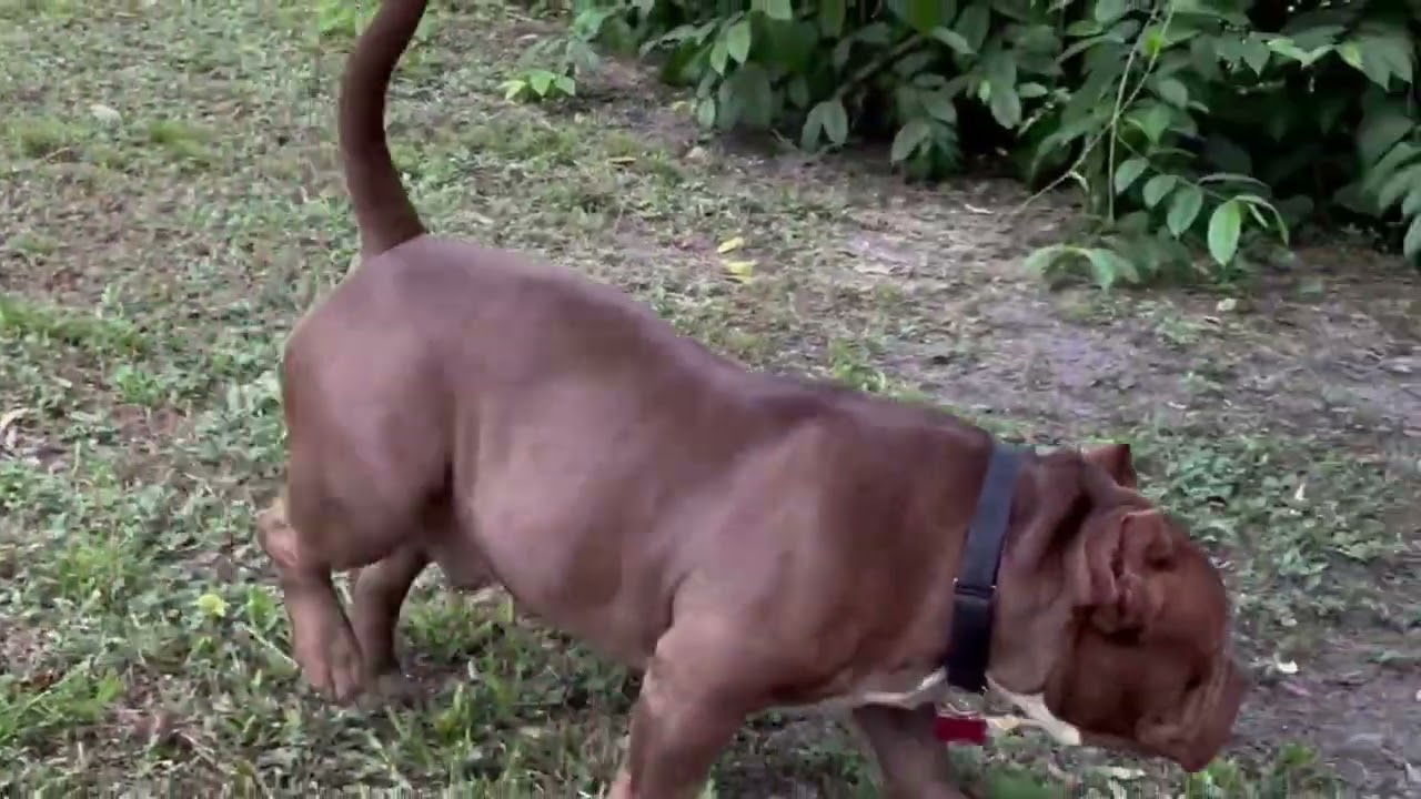 Enlarge DANNY DOGVITO, a Adoptable American Bully in Tampa, FL video 6/6