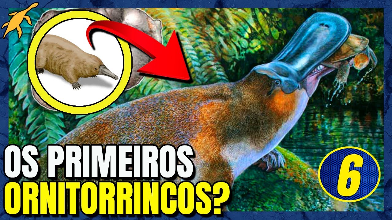 ORIGEM e EVOLUÇÃO dos ORNITORRINCOS e EQUIDNAS: ESPECIAL Parte 6 (Australosphenida)