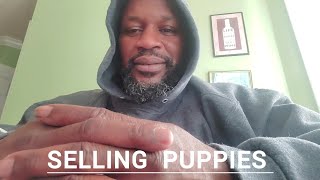 Selling French bulldogs.#subscribe #frenchbulldog