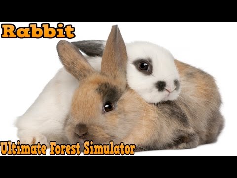 Ultimate Forest Simulator-" RABBIT ADVENTURE"--By Gluten Free Games Simulation - iOS/Android - YouTube