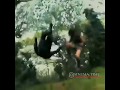 Jumanji Movie Jumanji Stunt What S App Status