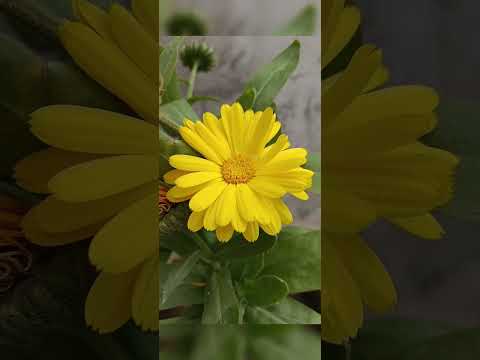 #music#punjabisong #kudrat #flowers ❤️🌹🌷😍🌺