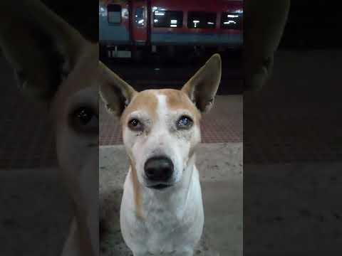 Dog friends at night at railway station