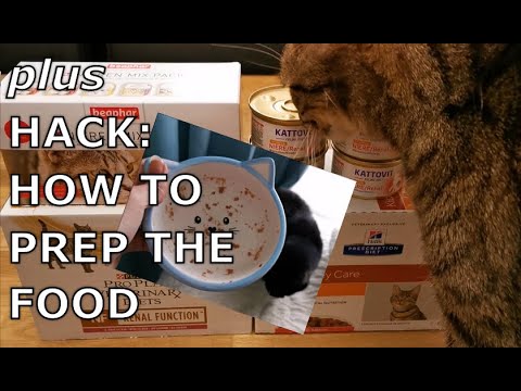 RENAL CAT FOODS REVIEW | Taste-tested wet diets for CKD cats + feeding method