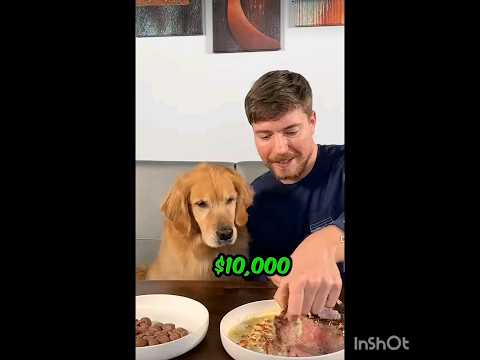 Feeding A Dog $1 vs $10.000 steak