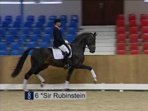 www.reitschule-sandbrink.de Oldenburger Stallion Sir Rubinstein Vechta Elite-Auction