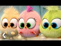 ANGRY BIRDS 2 La Película Las Mejores Escenas De Bebé Pájaros De La Película 2019