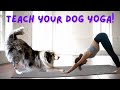 How To Teach Your Dog To Do YOGA Bow