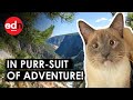 Yellowstone Cat’s Purr-Plexing 900 Mile Journey Home Leaves Owner Stunned