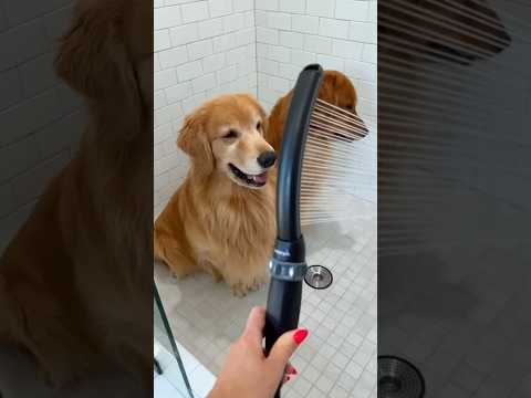 A los perros Golden Retriever les ENCANTA esta rutina de baño relajante 🛁🐶💛