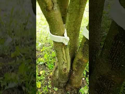 庭の幼虫を駆除するにはどうすればよいですか？何が彼らを惹きつけるのでしょうか？  庭園