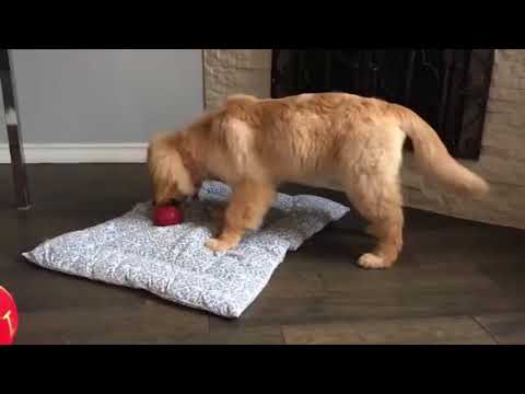Novtej Dhillon - Best Of Cute Golden Retriever Puppies Compilation