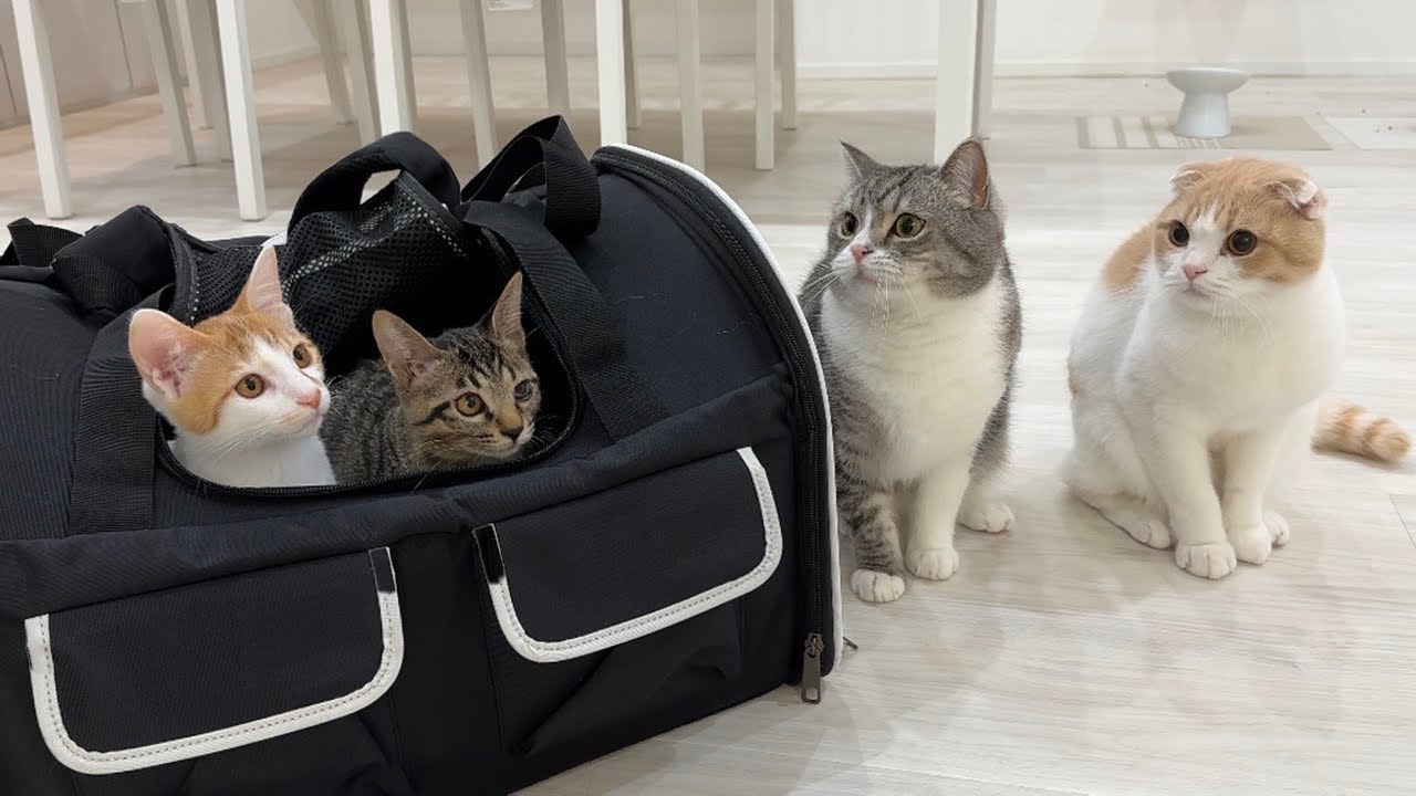 ３ヶ月育てた子猫たちをついに里親さんに譲渡することになりました。