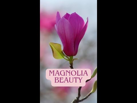Magnolia Beauty
