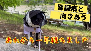 【経過報告】腎臓が悪いとわかってから1年…元気でいてくれることの幸せ💗　@oreo_channel 