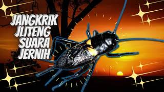 Download lagu Suara Jangkrik 'Krik Krik' Keras Dan Jernih // Sound Effect Jangkrik masteran Burung No Copyright mp3