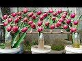How To Grow Dragon Fruit At Home Easily Tons Of Red Sweet Fruits