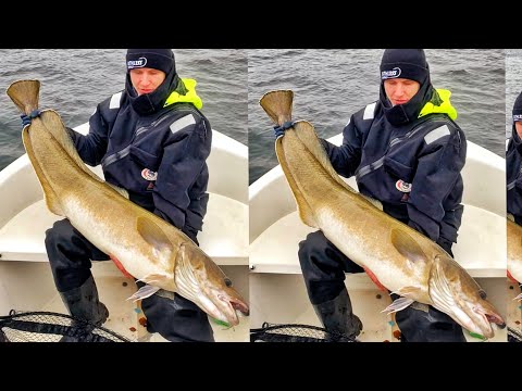 JÄTTI MOLVA JÄÄMERELTÄ | 18KG | VALKOTURSKA | NORJA | KUINKA RIGAAT MAKRILLIN #KALASTUS