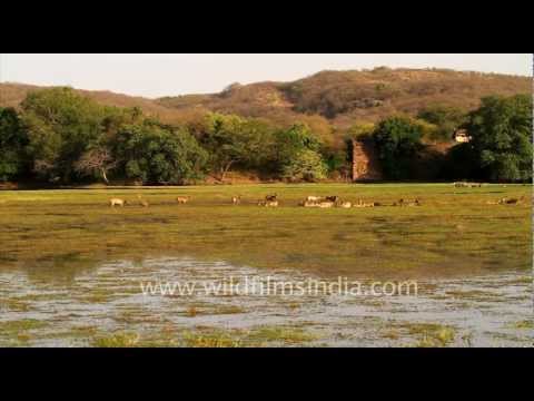 Ranthambore video