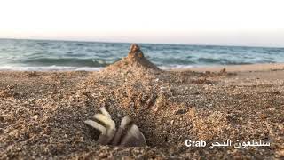 سلطعون البحر أو سرطان البحر crab