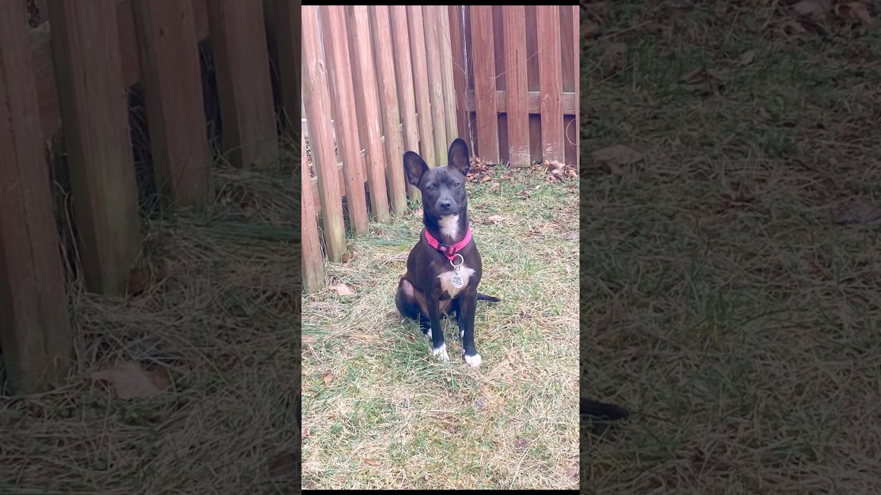 Enlarge Dahlia, a Adoptable mixed breed in Richmond , VA video 4/6