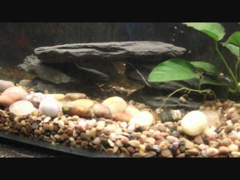 Bombs Away vs. LMFAO vs. Busta Rhymes vs. Sir Mix-A-Lot