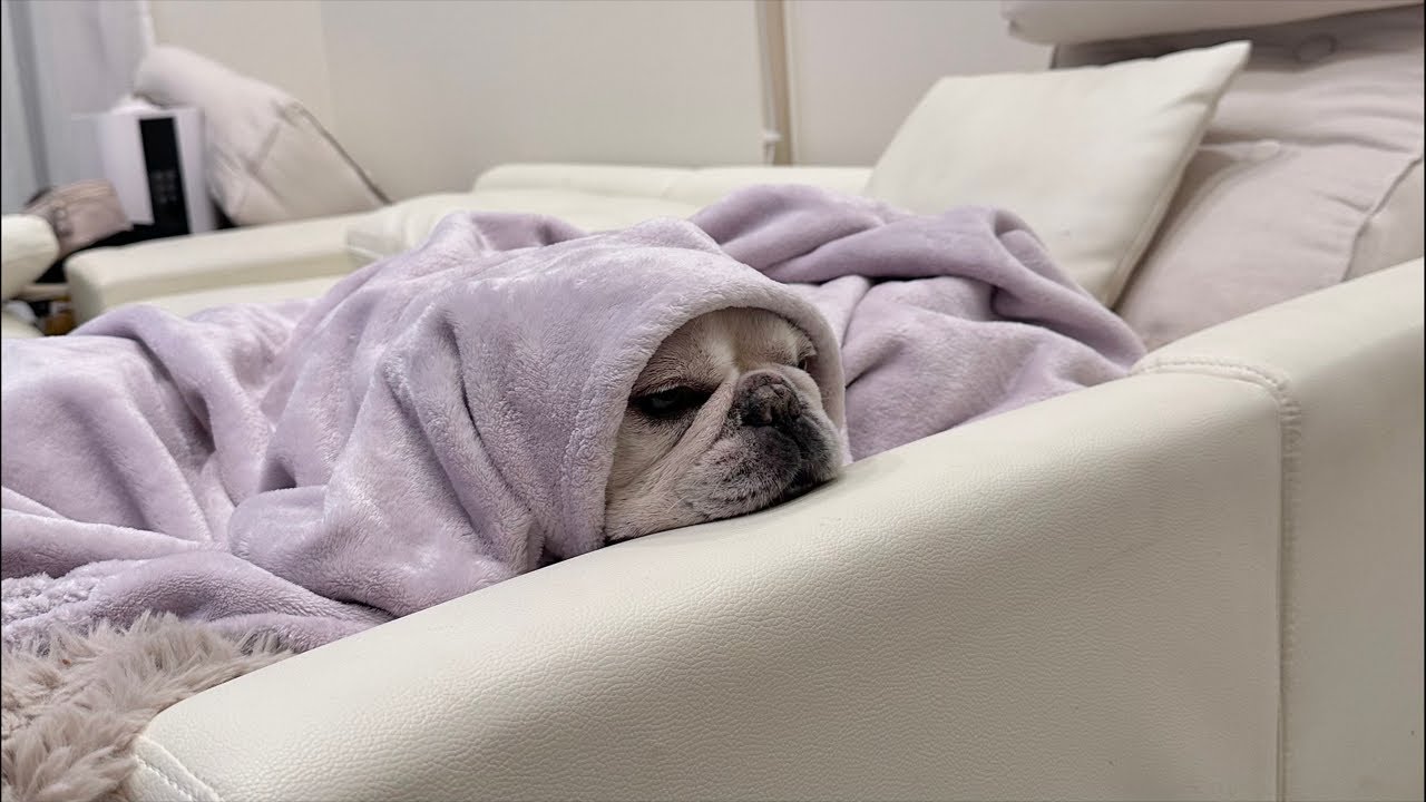 手術を決断しようと思います【フレンチブルドッグ frenchbulldog】