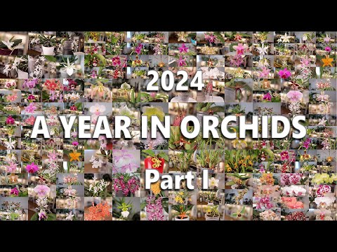 2024 // A Year in Orchids (Part 1)
