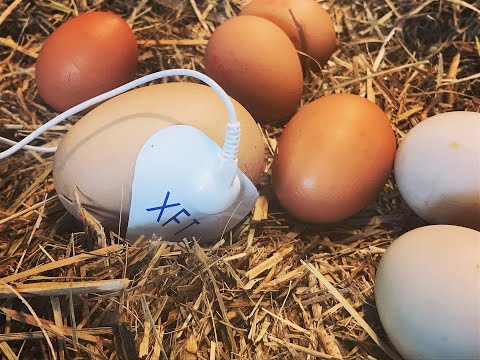 Egg asmr - the sound of eggs via the Plantwave