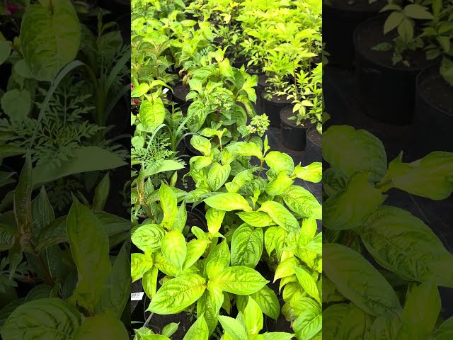 Вейгела цветущая "Лайм Монстр"