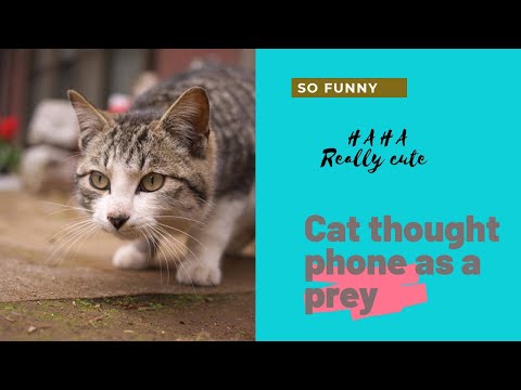 Cat thought phone as a prey|How Sweet|