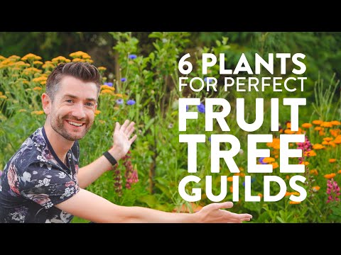 Unlocking the Genius of Polyculture Fruit Tree Guilds for Abundant Harvests