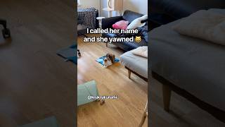 When I called her name…😂 #cat #cats #katze #catvideos #ねこ #cute #catshorts #happy #happycats