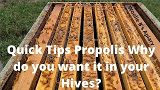 Quick Tips Propolis Why do you want it in your Hives!