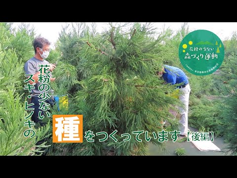 花粉の少ないスギやヒノキから、どうやって種をつくっているのでしょう？【後編】