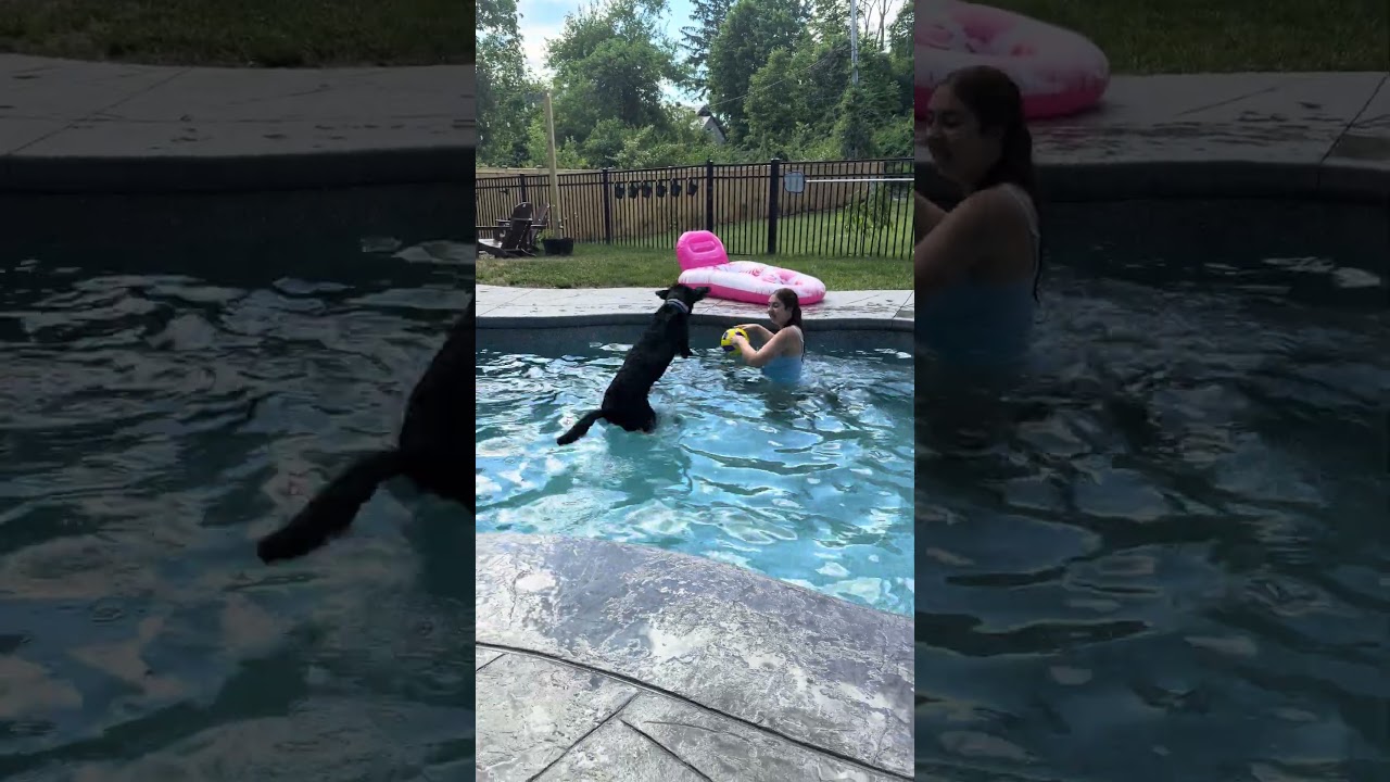 Enlarge Harley 35, a ADOPTABLE Black Labrador Retriever in Killingworth, CT video 5/6