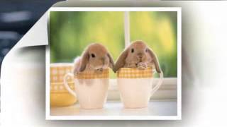 COMO VUELVO A TENER TU CORAZON ........ LUIS FONSI