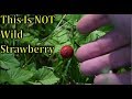 THIS IS NOT WILD STRAWBERRY!!!