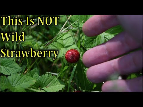 download lagu mp3 mp4 Wild Strawberries Poisonous, download lagu Wild Strawberries Poisonous gratis, unduh video klip Wild Strawberries Poisonous