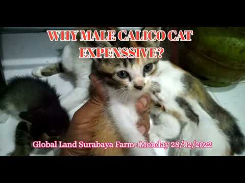 MALE CALICO CAT IS SO EXPENSSIVE. IT CAN REACH 250.000 USD. WHY?
