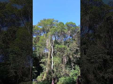 Mais uma parte da Mata Atlântica- Amargosa,  Bahia #natureza