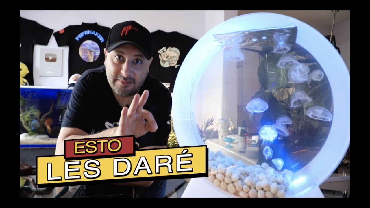 Watch LO QUE COMEN MIS MEDUSAS||||||🤤💮💮💮 Now LO QUE COMEN MIS MEDUSAS||||||🤤💮💮💮