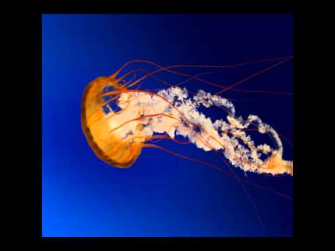 Rude Boy Witchcraft (Rihanna Vs Pendulum) Mash Up - With Download Link