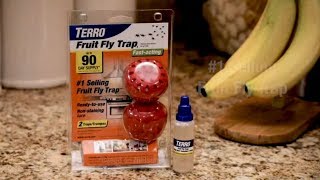 How to Quickly Get Rid of Fruit Flies in Kitchen & Home