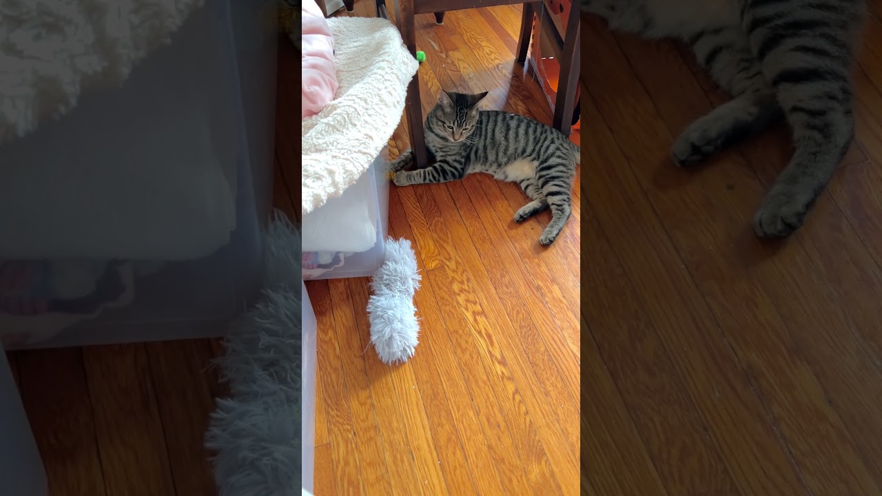 Enlarge Bishop, an adopted Domestic Short Hair in Cincinnati, OH video 3/3