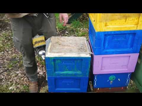 Varroa resistente bijen, op sterven na dood na de winter 30-03-2024