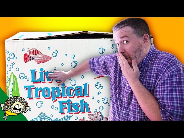 THESE FISH ARE MINE - PET STORE TROPICAL FISH UNBOXING